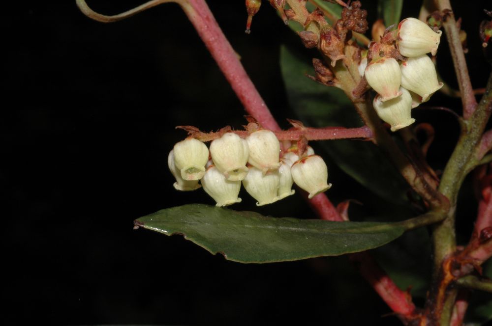 Ericaceae Comarostaphylis arbutoides