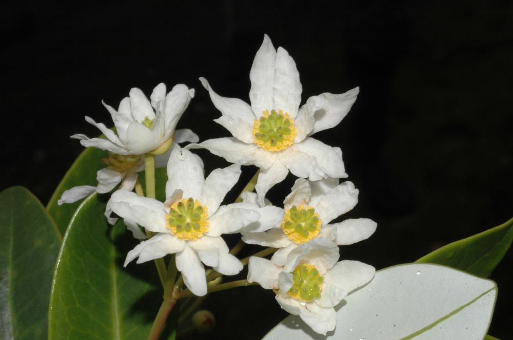 Winteraceae Drimys granadensis  