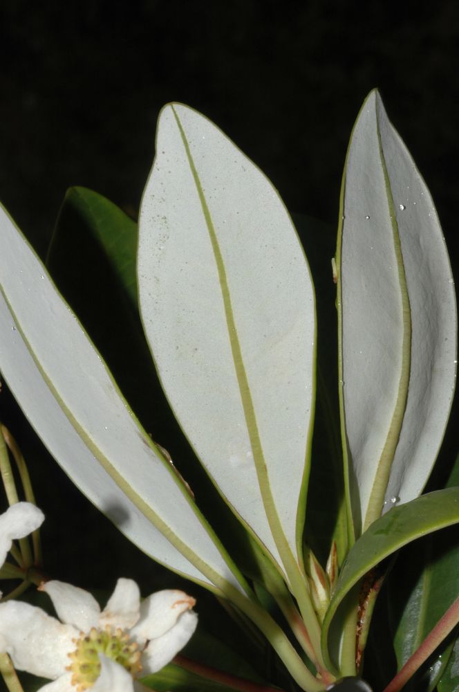 Winteraceae Drimys granadensis  