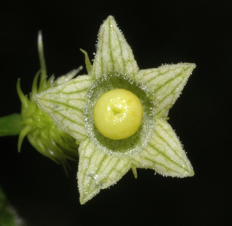 Cucurbitaceae Cyclanthera cf. tenuisepala