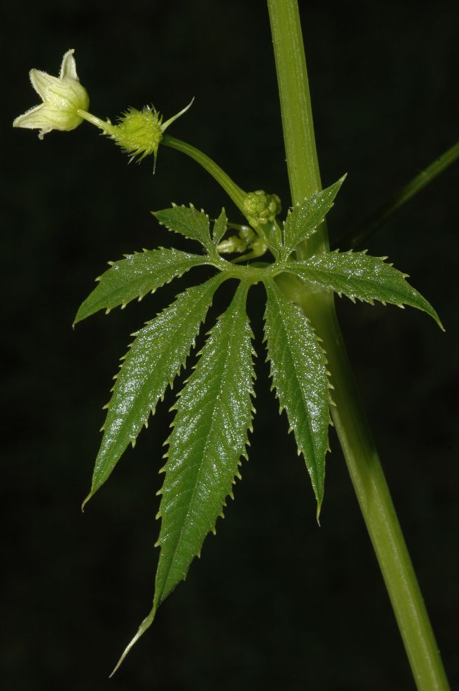 Cucurbitaceae Cyclanthera cf. tenuisepala