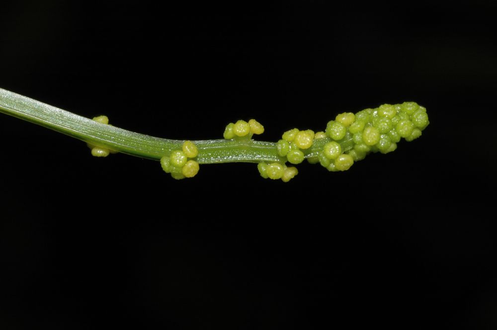 Cucurbitaceae Cyclanthera cf. tenuisepala