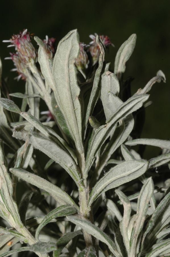 Asteraceae Diplostephium costaricensis