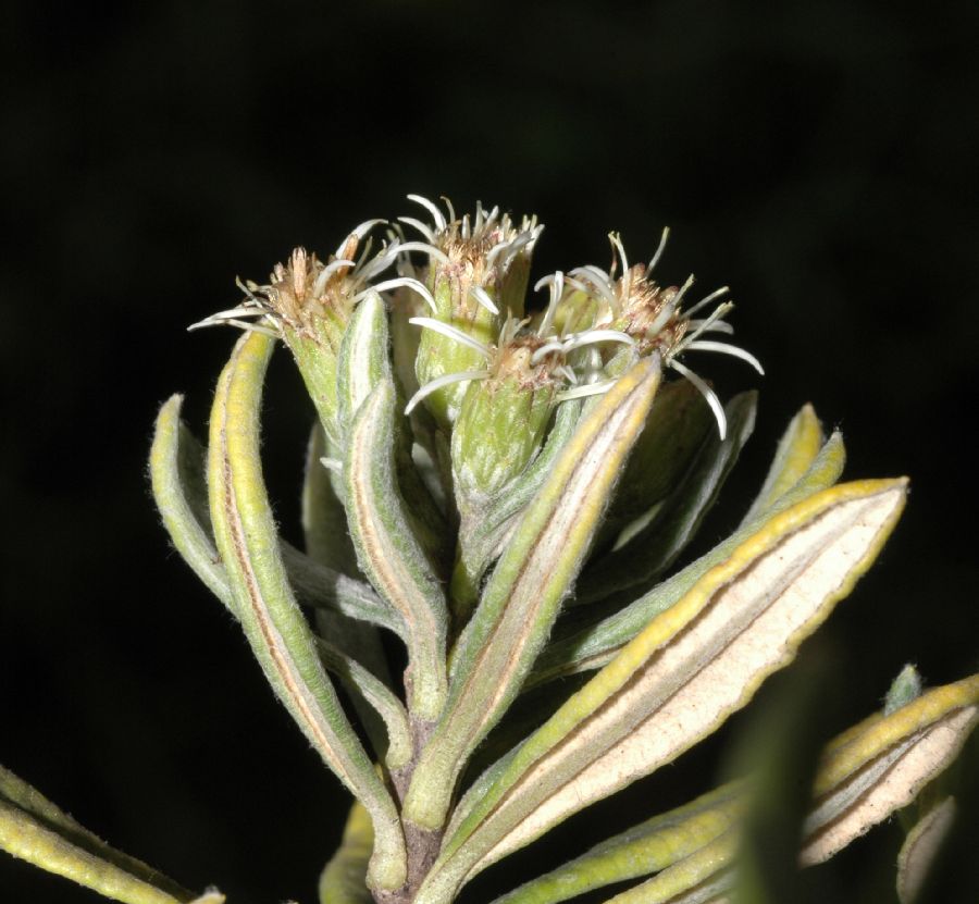 Asteraceae Diplostephium floribundum