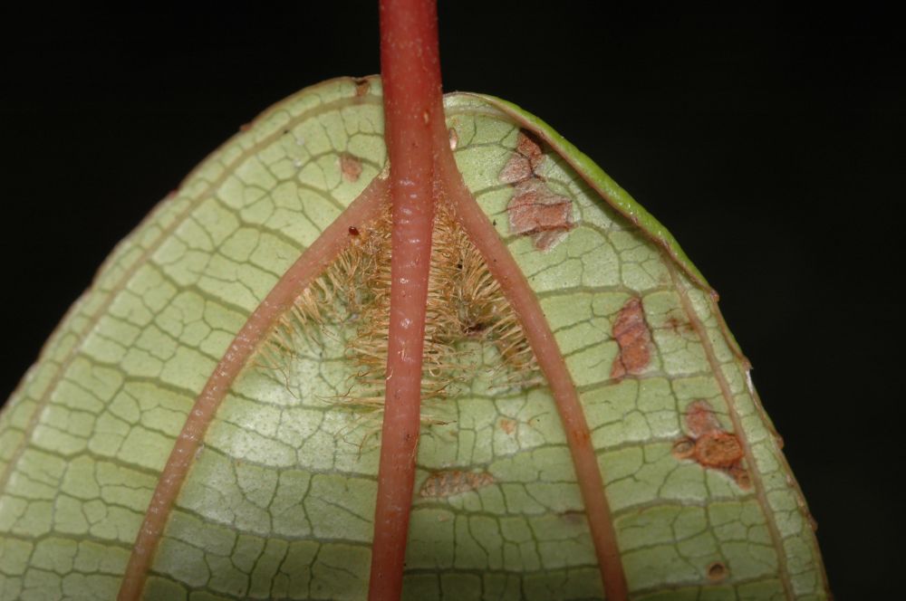 Melastomataceae Miconia schnellii