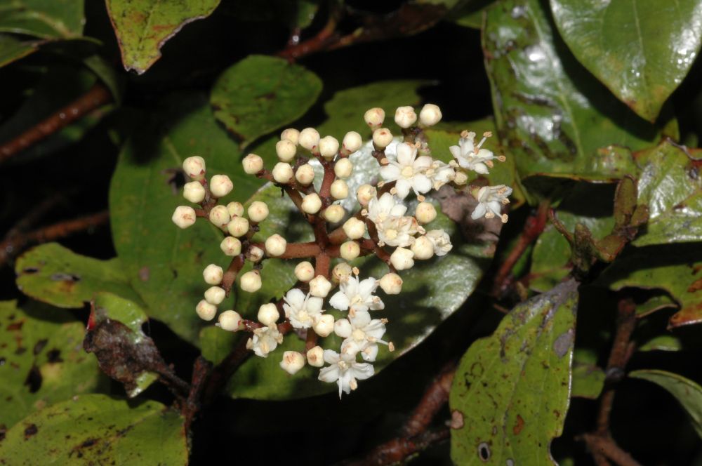 Adoxaceae Viburnum 