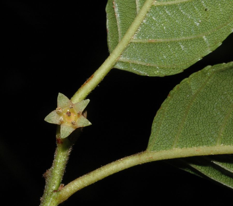 Rhamnaceae Rhamnus oreodendron