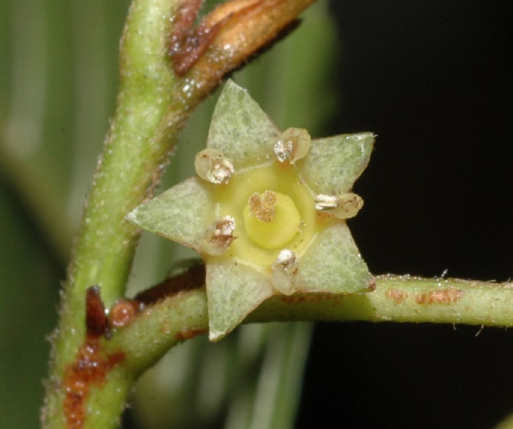 Rhamnaceae Rhamnus oreodendron