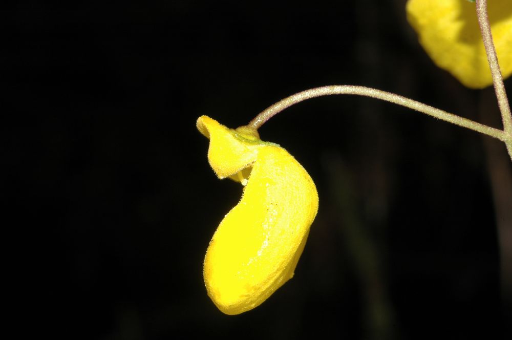 Calceolariaceae Calceolaria irazuensis