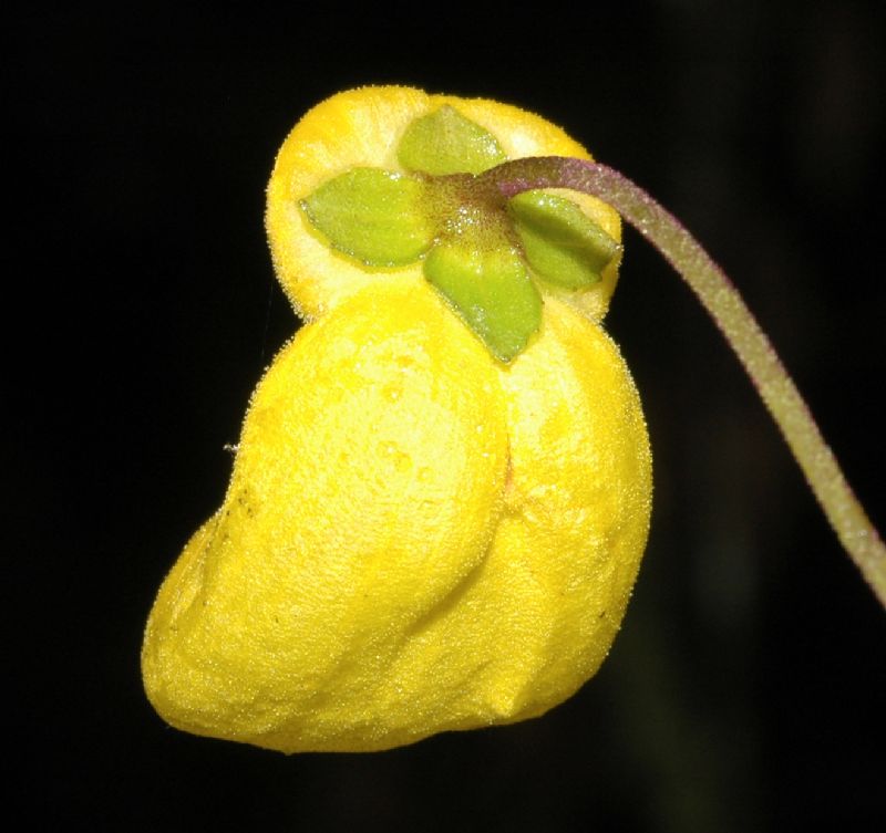 Calceolariaceae Calceolaria irazuensis