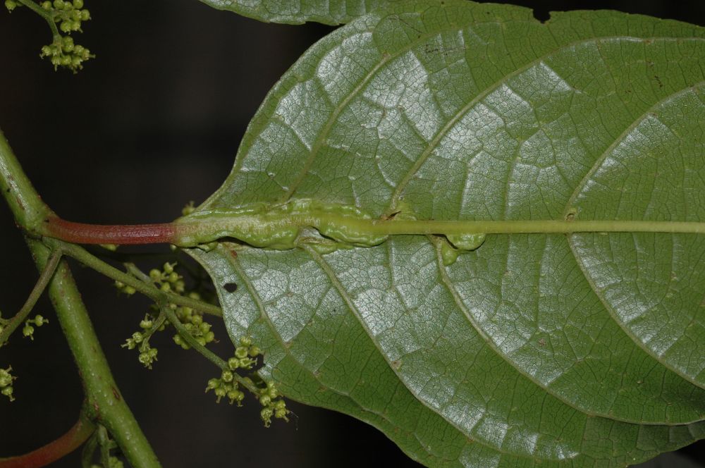 Dipentodontaceae Perrottetia longistylis