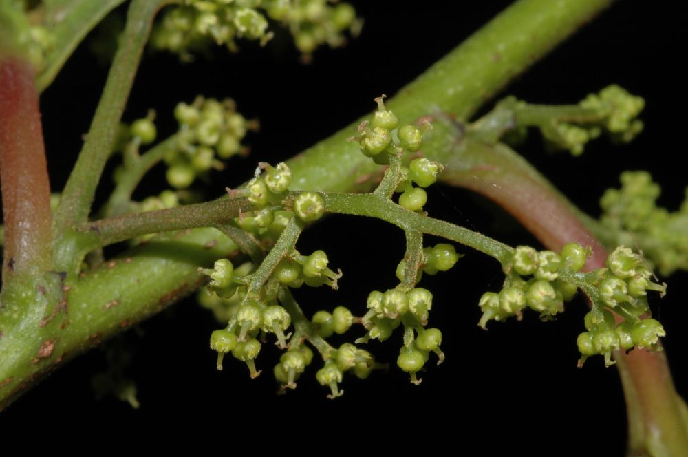 Dipentodontaceae Perrottetia longistylis