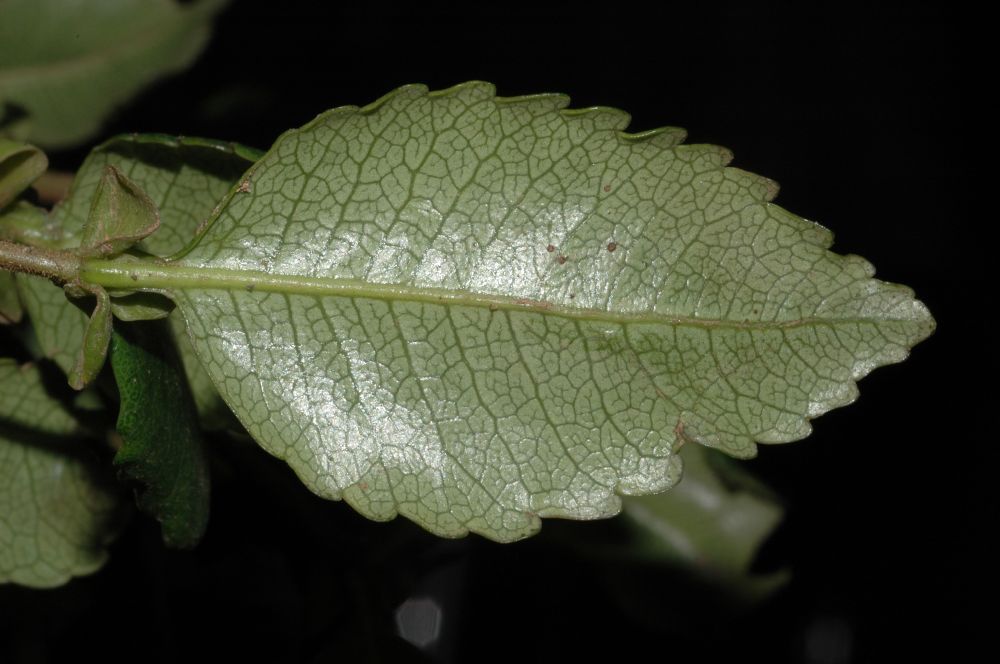 Cunoniaceae Weinmannia fagaroides