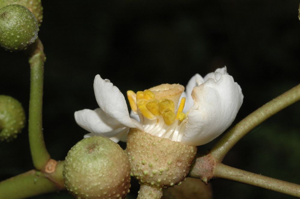 Melastomataceae Conostegia macrantha