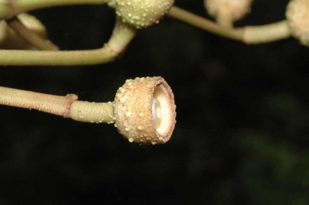 Melastomataceae Conostegia macrantha