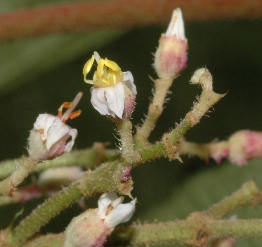 Melastomataceae Leandra melanodesma