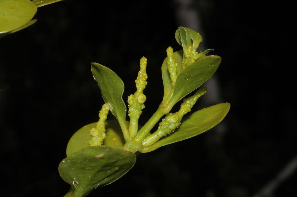 Viscaceae Phoradendron 