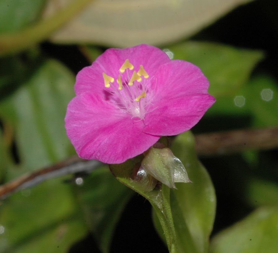 Commelinaceae Tripogandra purpurascens