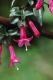 image of Fuchsia microphylla