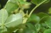 image of Weinmannia pinnata