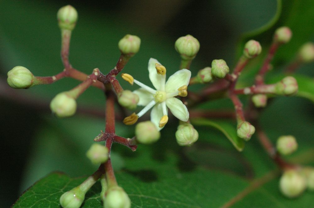 Rutaceae Zanthoxylum limoncello
