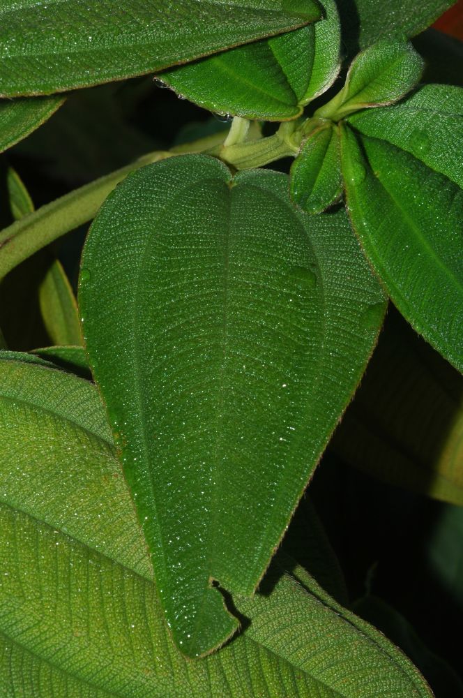 Melastomataceae Tibouchina heteromala