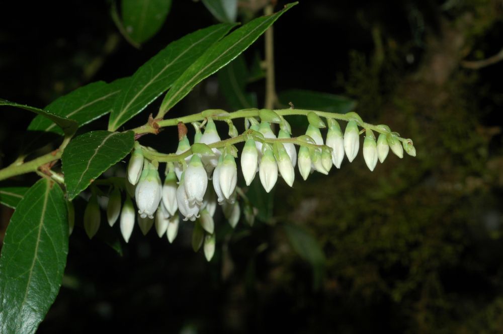 Ericaceae Vaccinium consanguineum