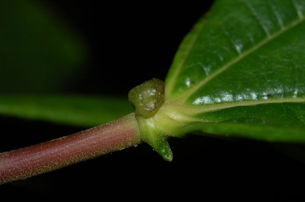 Melastomataceae Axinaea costaricensis