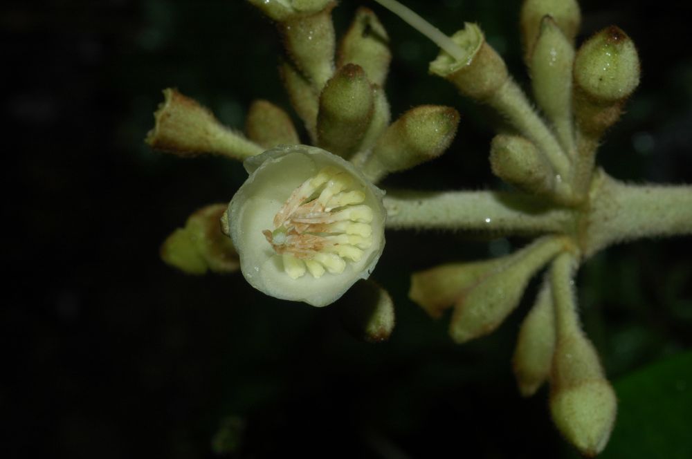 Melastomataceae Meriania phlomoides