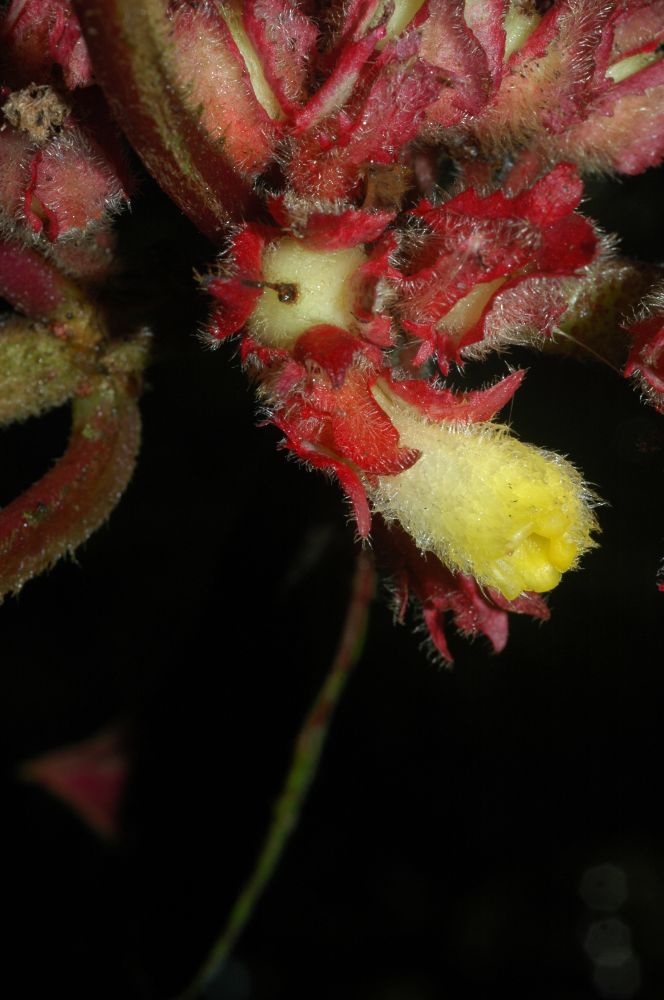 Gesneriaceae Alloplectus ichthyoderma