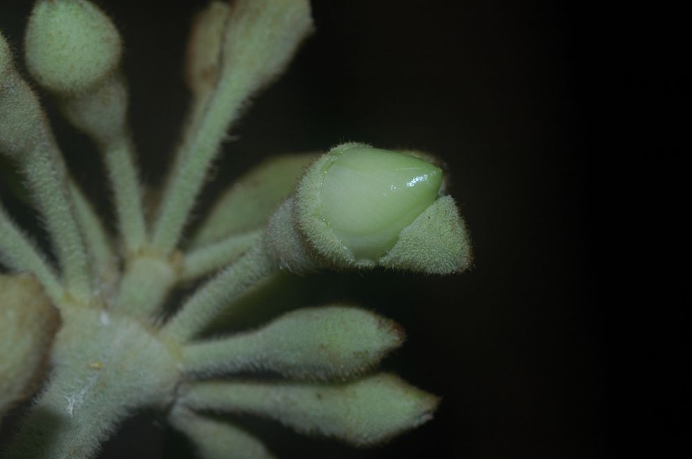 Melastomataceae Meriania phlomoides