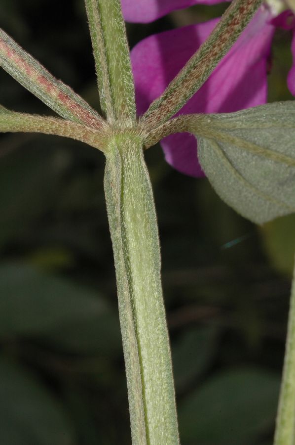 Melastomataceae Tibouchina stenocarpa