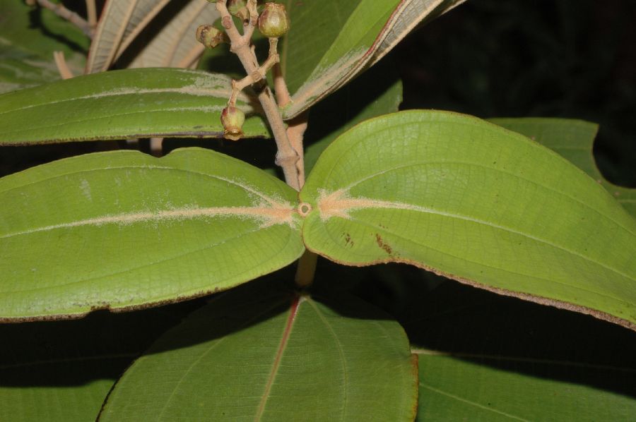 Melastomataceae Miconia sessilifolia