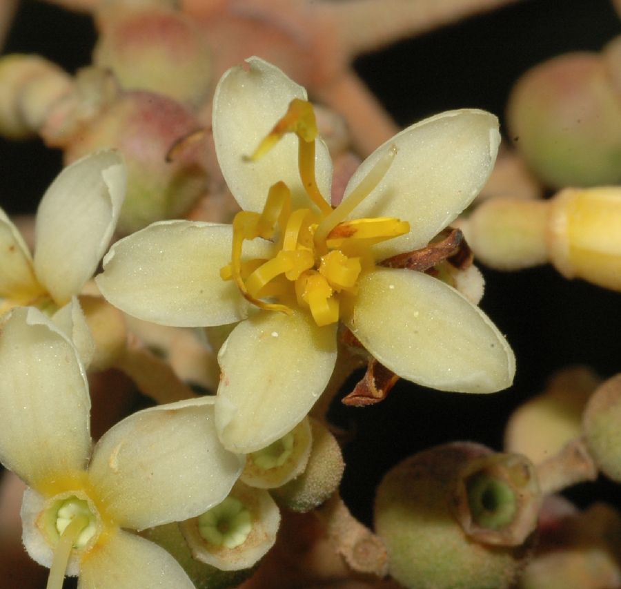 Melastomataceae Miconia sessilifolia