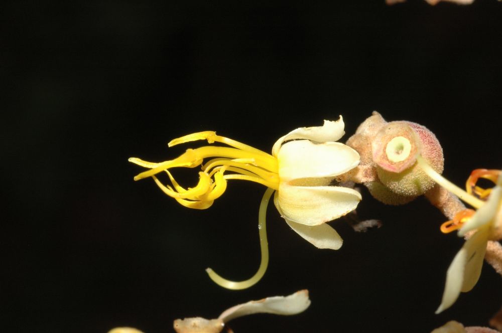 Melastomataceae Miconia sessilifolia