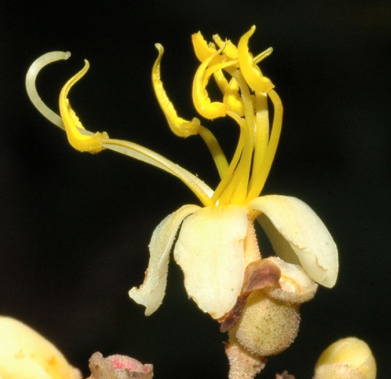 Melastomataceae Miconia sessilifolia