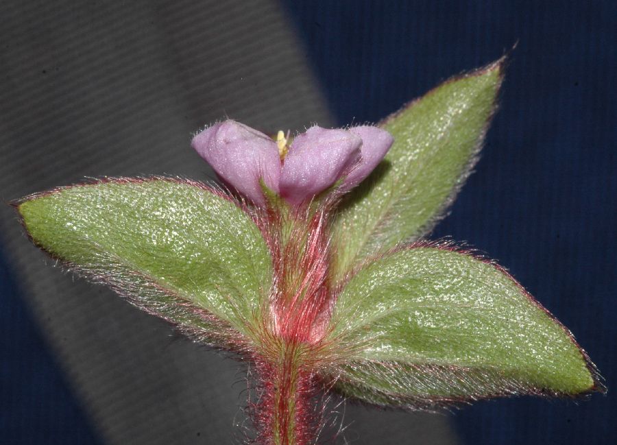 Melastomataceae Desmocelis villosa