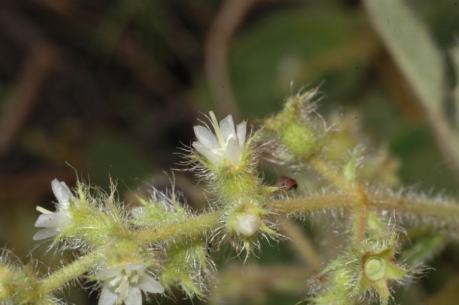 Melastomataceae Clidemia capitellata