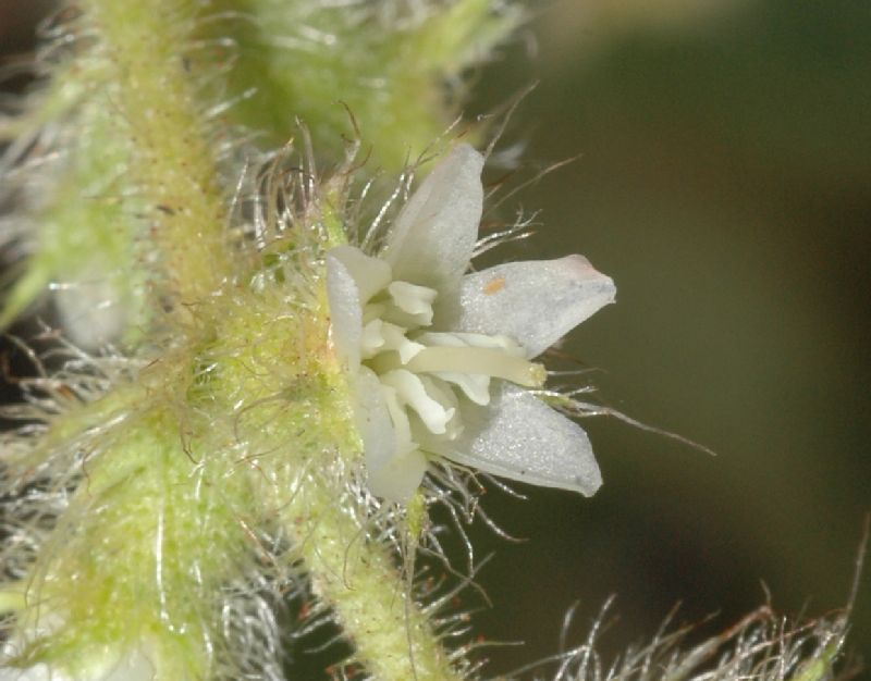 Melastomataceae Clidemia capitellata