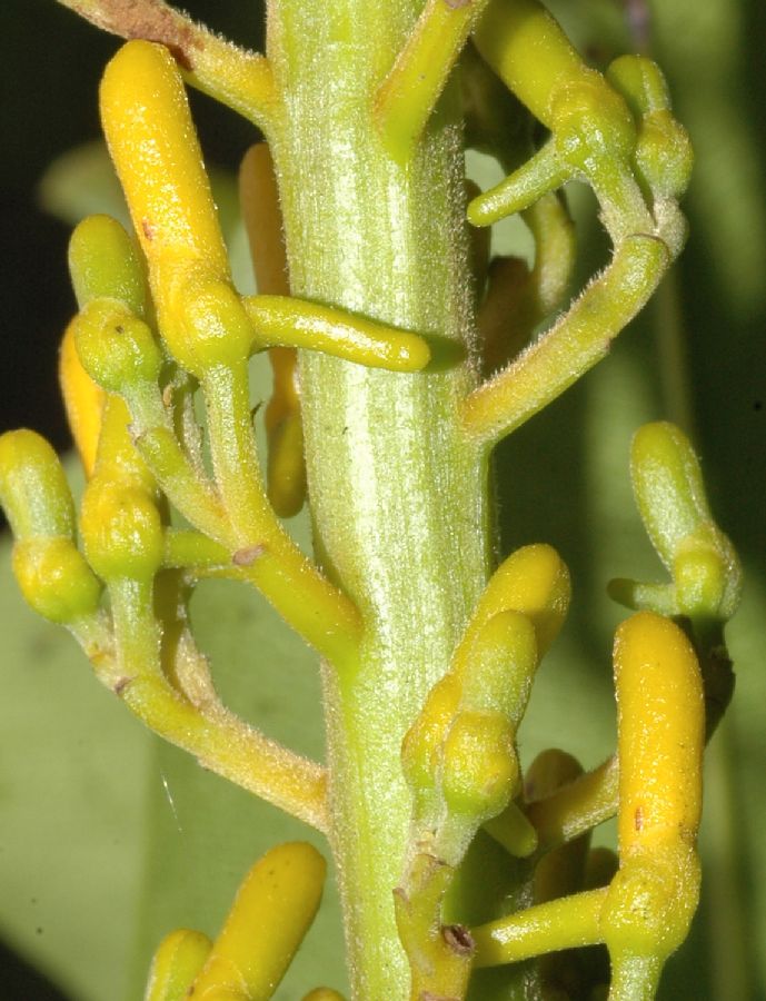 Vochysiaceae Vochysia mapiriensis