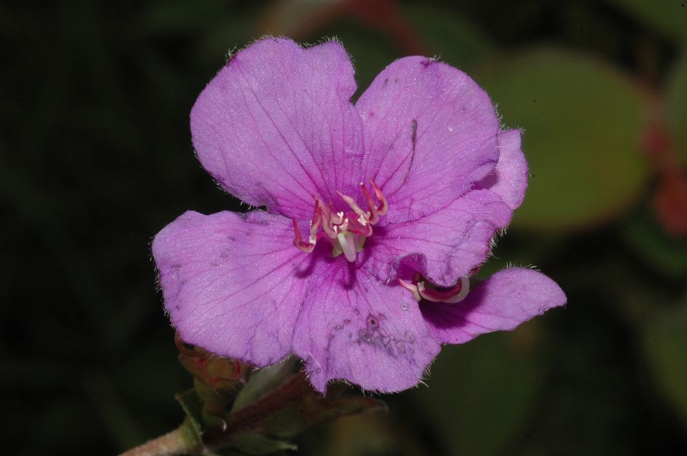 Melastomataceae Tibouchina gracilis