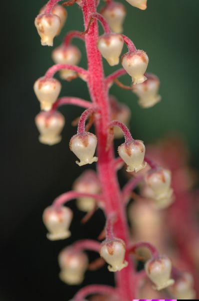 Ericaceae Pterospora andromedea