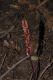 image of Corallorhiza maculata