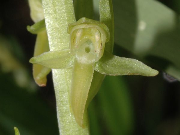 Orchidaceae Platanthera sparsiflora