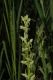 image of Platanthera sparsiflora