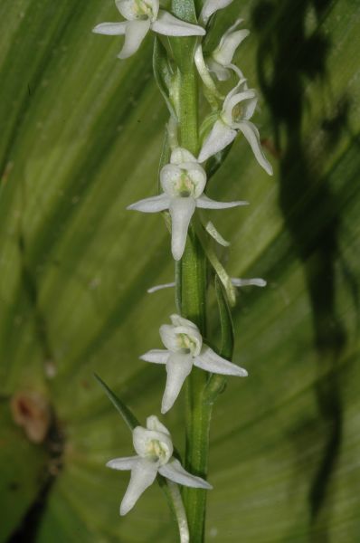 Orchidaceae Platanthera leucostachys