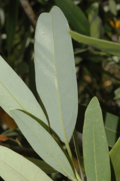 Lauraceae Umbellularia californica