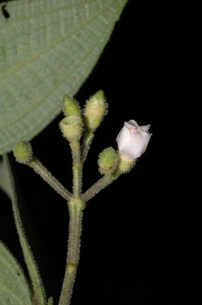 Melastomataceae Conostegia 