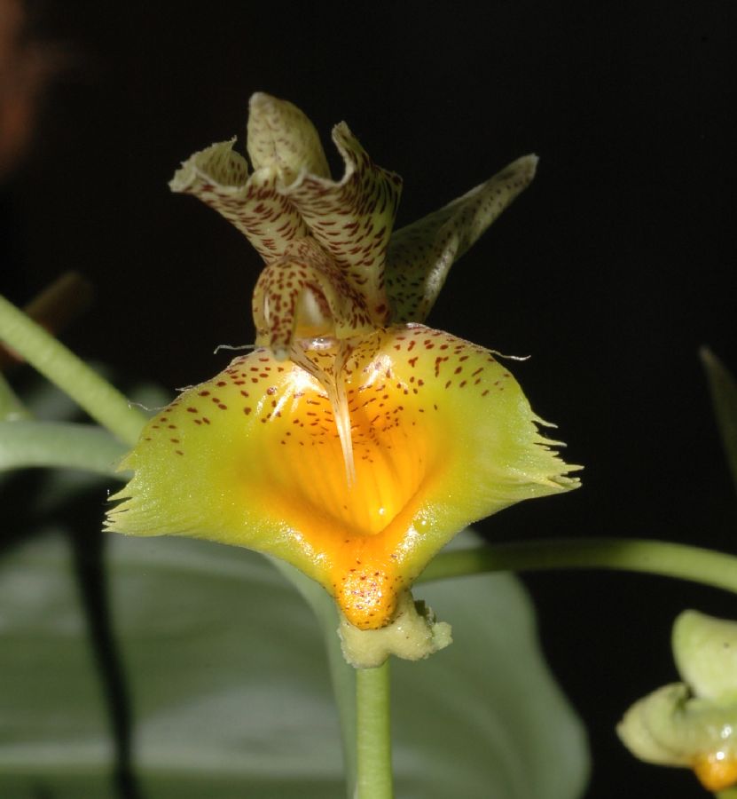 Orchidaceae Catasetum fimbriatum