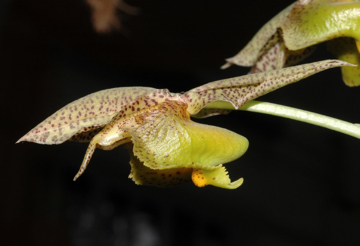 Orchidaceae Catasetum fimbriatum